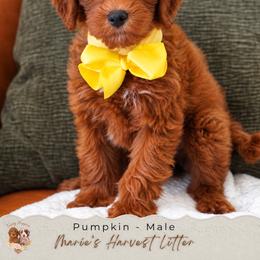 Pumpkin - Red  male Goldendoodle puppy in Norcross, Georgia from Teddy Puppies