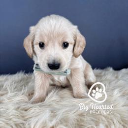 Monaco - Cream male Companion Cross puppy in Utah County, Utah from Big Hearted Breeders