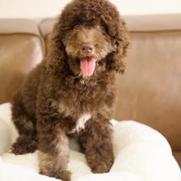 Bon Bon - Phantom female Bernedoodle puppy in Queen Creek, Arizona from Dulcito Doodles