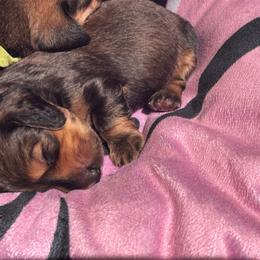 Meet sweet zaria - Chocolate and tan female Dachshund puppy in Proctor, Montana from Blue Star Dachshunds