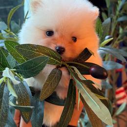 David b h - Cream male Pomeranian puppy in San Antonio, Texas from San Antonio Pomeranian