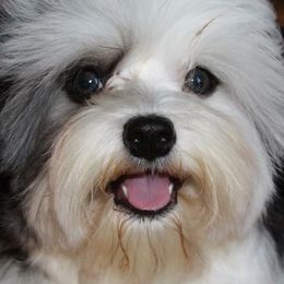Havanese from Bill's Havanese