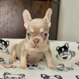 Ivy - Tricolors female French Bulldog puppy in Colorado Springs, Colorado from Sun Mountain Frenchies