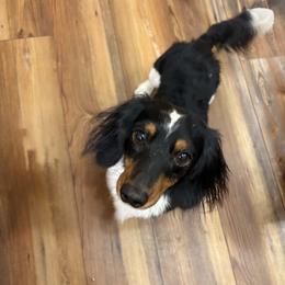 Rowdy - Dachshund