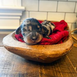 Dachshund Puppies from Cotton Hill Dachshunds