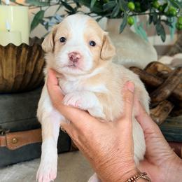 Clove - Yellow and white female Bernedoodle puppy in Yuba City, California from Ranch House Doodles