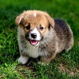 Pembroke Welsh Corgi Puppies from Breyerwood Corgis