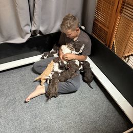 Lagotto Romagnolo Puppies from Lagotti di Mesilla
