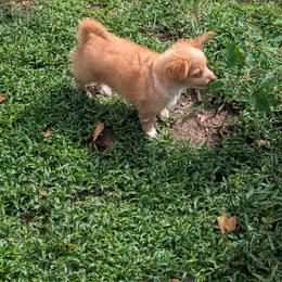 River - Red and white male Chihuahua puppy in Waycross, Georgia from OakView Farm Chihuahuas FB