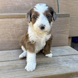 Annabelle - Chocolate merle female Bernedoodle puppy in Springville, Utah from Oodles of Bernedoodles