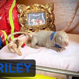 Riley - Silver gray male Weimaraner puppy in Talking Rock, Georgia from North Georgia Weims