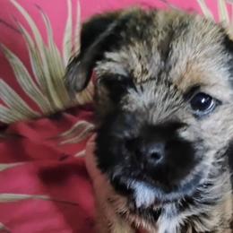 Border Terriers from Glynmoir Border Terriers