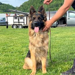 Ares - German Shepherd