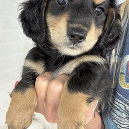 Dachshund Puppies from Chilidog Dachshunds