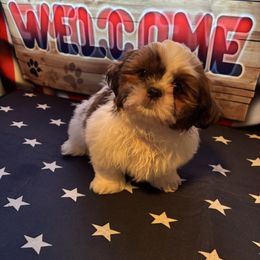 Boy 1 - Shih Tzu puppy from Mending Hearts Shih Tzu's
