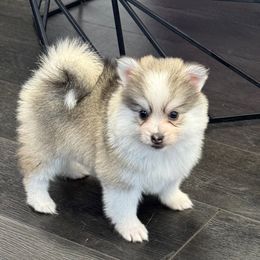 Tinsel - Gray and white female Pomsky puppy in La Verne, California from Red Cedar Pomskies