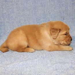 Sebastian - Golden male Golden Retriever puppy in New Weston, Ohio from Bertke AKC Golden Retrievers and Bernese Mountain Dogs