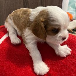 Cavalier King Charles Spaniel Puppies from Cavalier Paw Prints