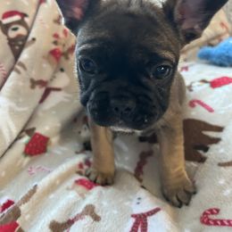 French Bulldog Puppies from Fishie's Frenchies