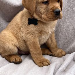 Boy - Black Collar - Yellow male Labrador Retriever puppy in Beaverdam, Virginia from Gold Heart Labradors
