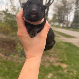 Petunia - Sable female German Shepherd puppy in Perrysburg, Ohio from Fancy GSDs