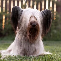 Grace - Skye Terrier
