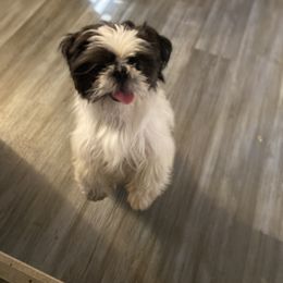 Shih Tzu All Grown Up from Oodles of Poodles & Doodles