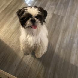 Shih Tzu All Grown Up from Oodles of Poodles & Doodles
