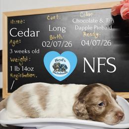 Cedar - Dapple male Dachshund puppy in Hoquiam, Washington from Heyd's Mini Dachshunds