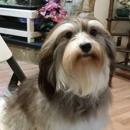 Yinyang - Havanese