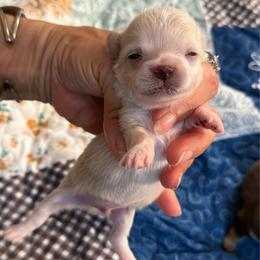 Long coat boy price: 5,100 - Gold male Chihuahua puppy in Summerfield, Florida from Uey’s Chihuahuas