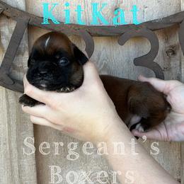 KitKat - Fawn male Boxer puppy in Madisonville, Texas from Sergeant's Boxers