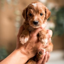 Glory - Apricot female Goldendoodle puppy in Acton, Maine from Silver Pines Pups