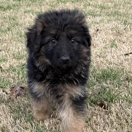 Bjorn - Black and red male German Shepherd puppy in Aledo, Texas from OakSong German Shepherd Dogs