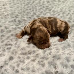 Mia - Dapple female Dachshund puppy in Wrightwood, California from Twinkle Dachs