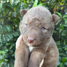 Boy 4 - Red and white male Siberian Husky puppy in Warrenville, South Carolina from StormVale Siberian Huskies