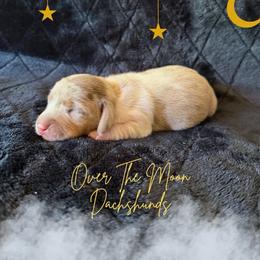 Molly - Dapple female Dachshund puppy in Corona, Ca Hemet, Ca, California from Over The Moon Dachshunds and Doodles