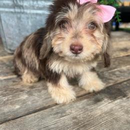 Moxie girl one - Dapple female Dachshund puppy in Payette, Idaho from NT Mini Doxies