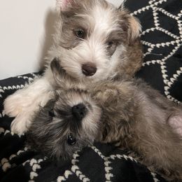 Miniature Schnauzer Puppies from Brown’s Kennel Club