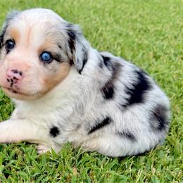 Willy - Blue merle male Miniature Australian Shepherd puppy in Howe, Oklahoma from Tonia Johnson's Toy and Miniature Australian Shepherds