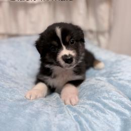 Lewis - Black tri male Miniature American Shepherd puppy in Olympia, Washington from Shamayim Shepherds