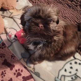 Shih Tzu Puppies from Mia AKC Shih Tzus