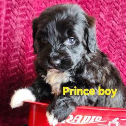 Prince - Black and white male Portuguese Water Dog puppy in Narvon, Pennsylvania from Prized Family Porties