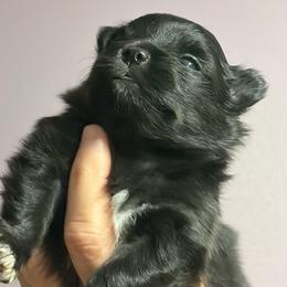 Nicey - Black and brindle female Pomeranian puppy in Franklin, North Carolina from A&J Cutie Pawtooties
