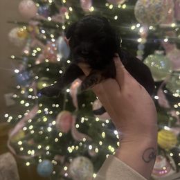 Yellow collar - Phantom female Goldendoodle puppy in Homer, Georgia from Creekside Kennels