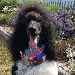 Poodles from PK's Poodles