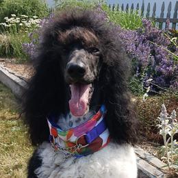 Poodles from PK's Poodles