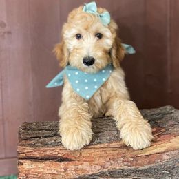dark green - Goldendoodle puppy from Cisneros Goldendoodles