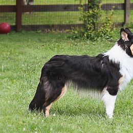 Collies from 2nd Alarm Kennels