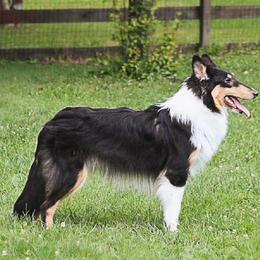 Collies from 2nd Alarm Kennels